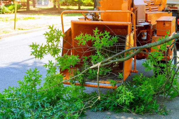 Best Leaf Removal  in Bard College, NY