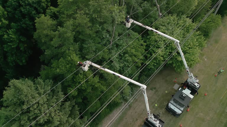 Bard College, NY Tree Services Company